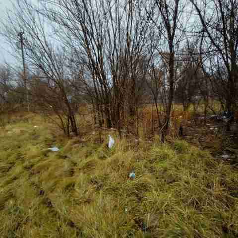 8031 conger (57).jpg